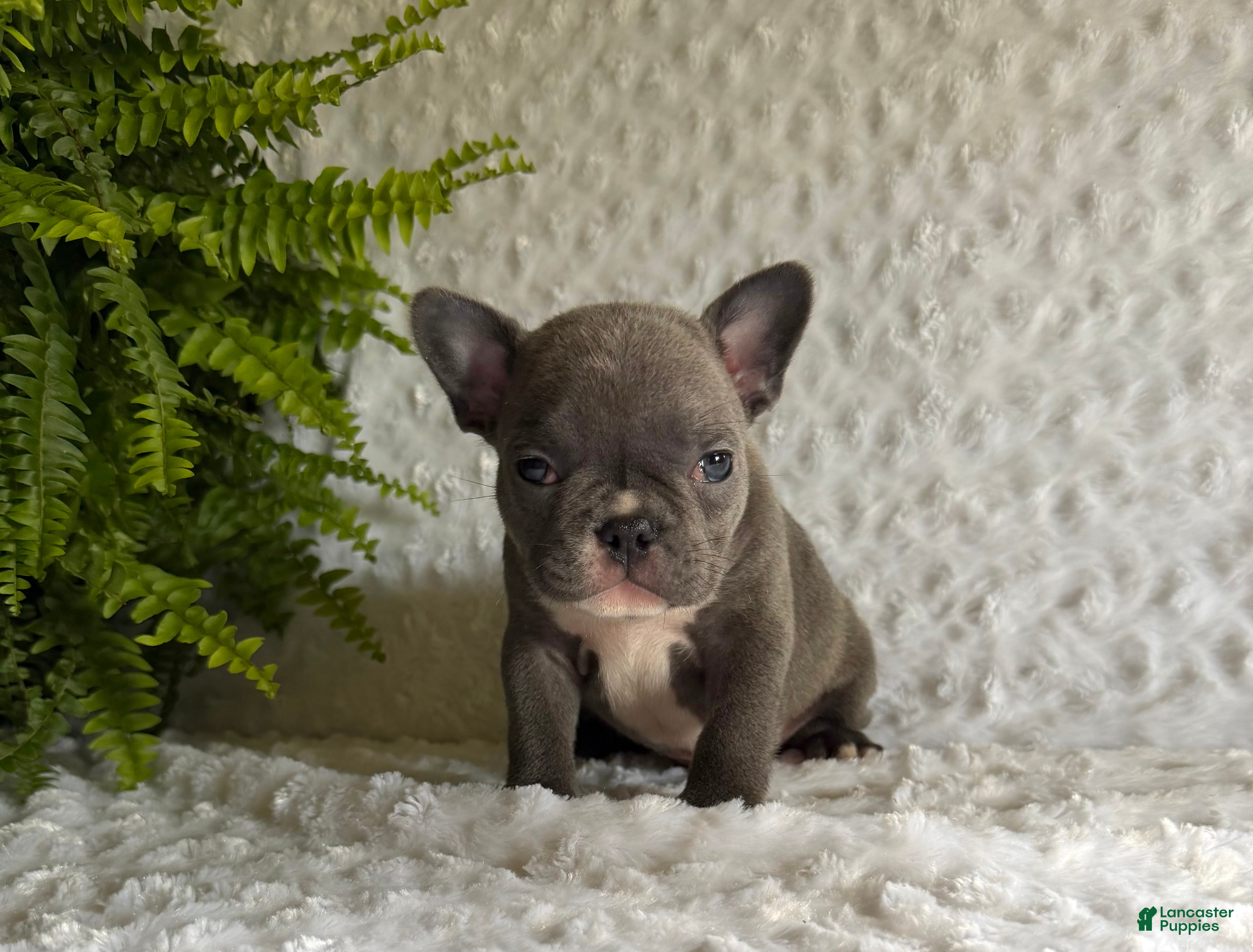 French Bulldog dogs for sale: Star - Ad 3