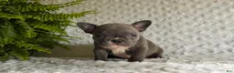 French Bulldog dogs for sale: Star - Ad 1