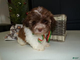 Havanese dogs Havanese Puppy 4 Bailey - Ad 8