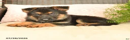 German Shepherd dogs for sale: Lexi  - Ad 4