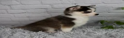 Pomsky dogs for sale: Tessa - Ad 5