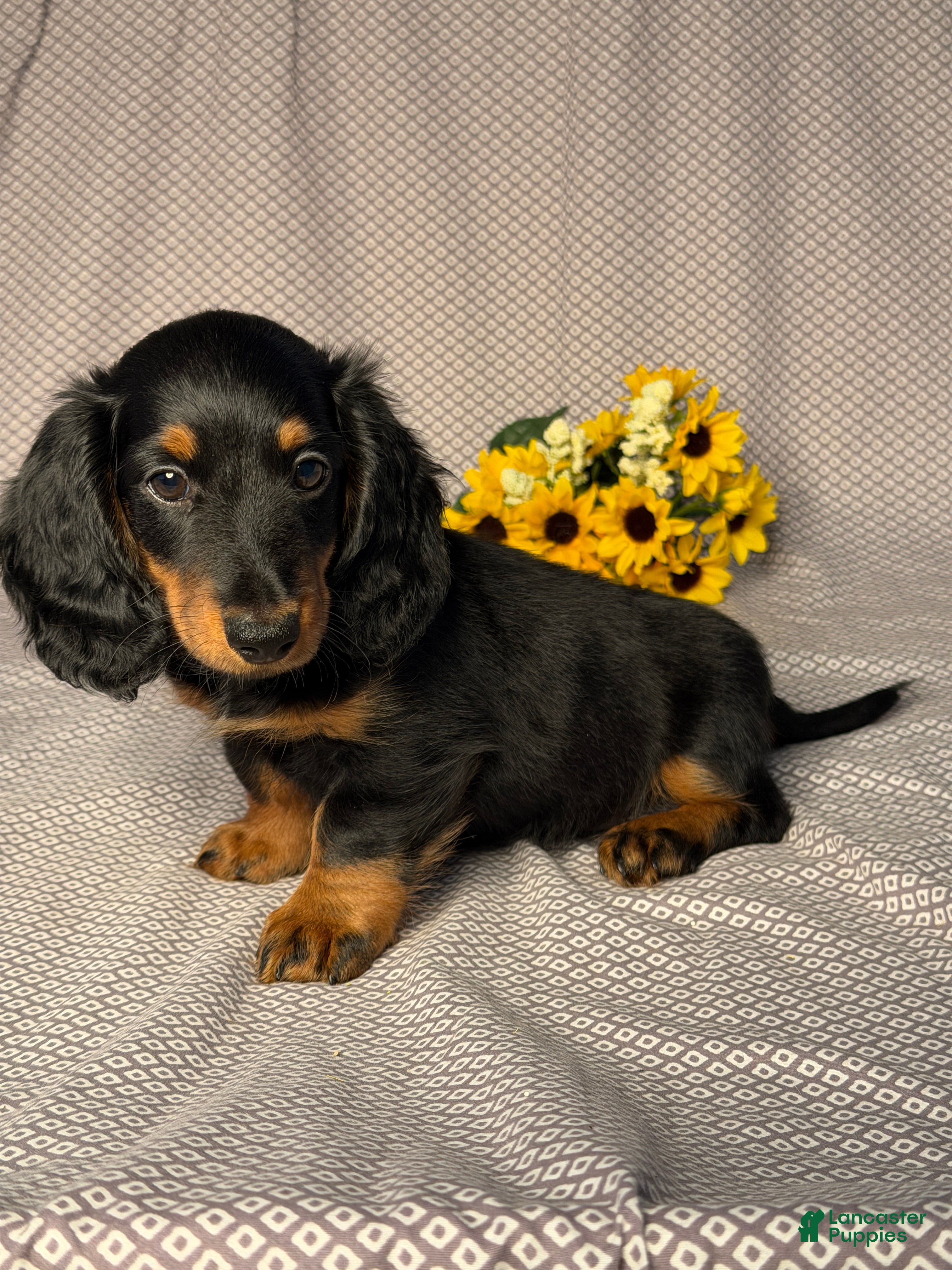 Dachshund dogs Benson - Ad 2