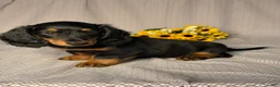Dachshund dogs for sale: Benson - Ad 2