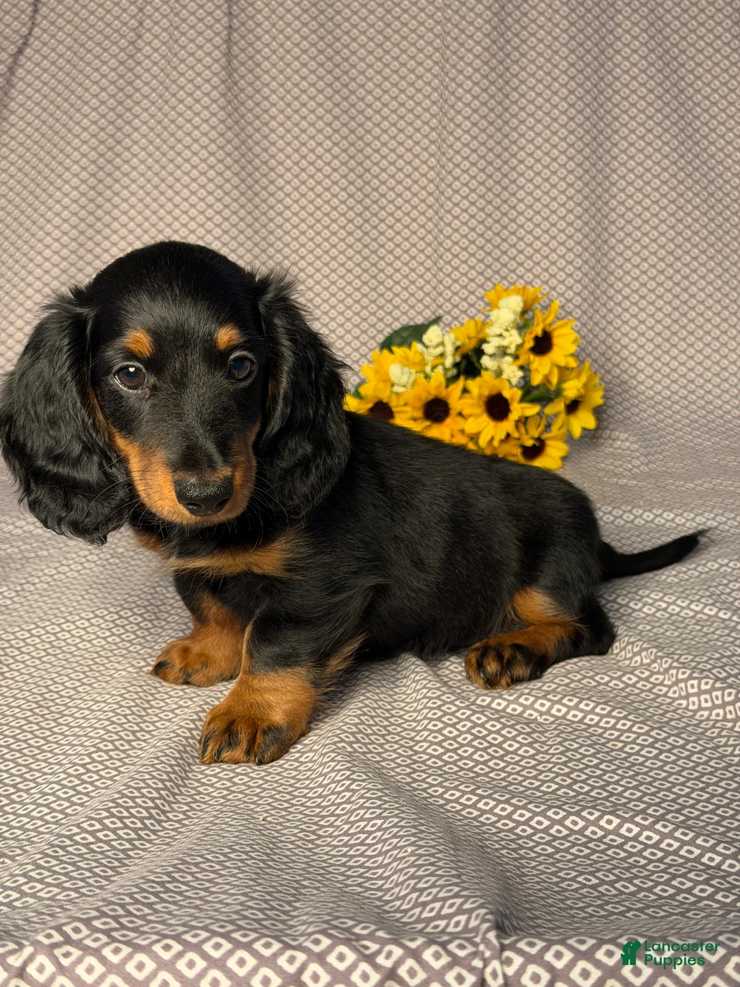 Dachshund dogs for sale: Benson - Ad 2