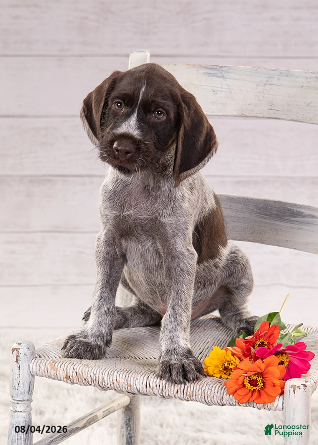 Mixed Breed dogs for sale: Ruger - Ad 1
