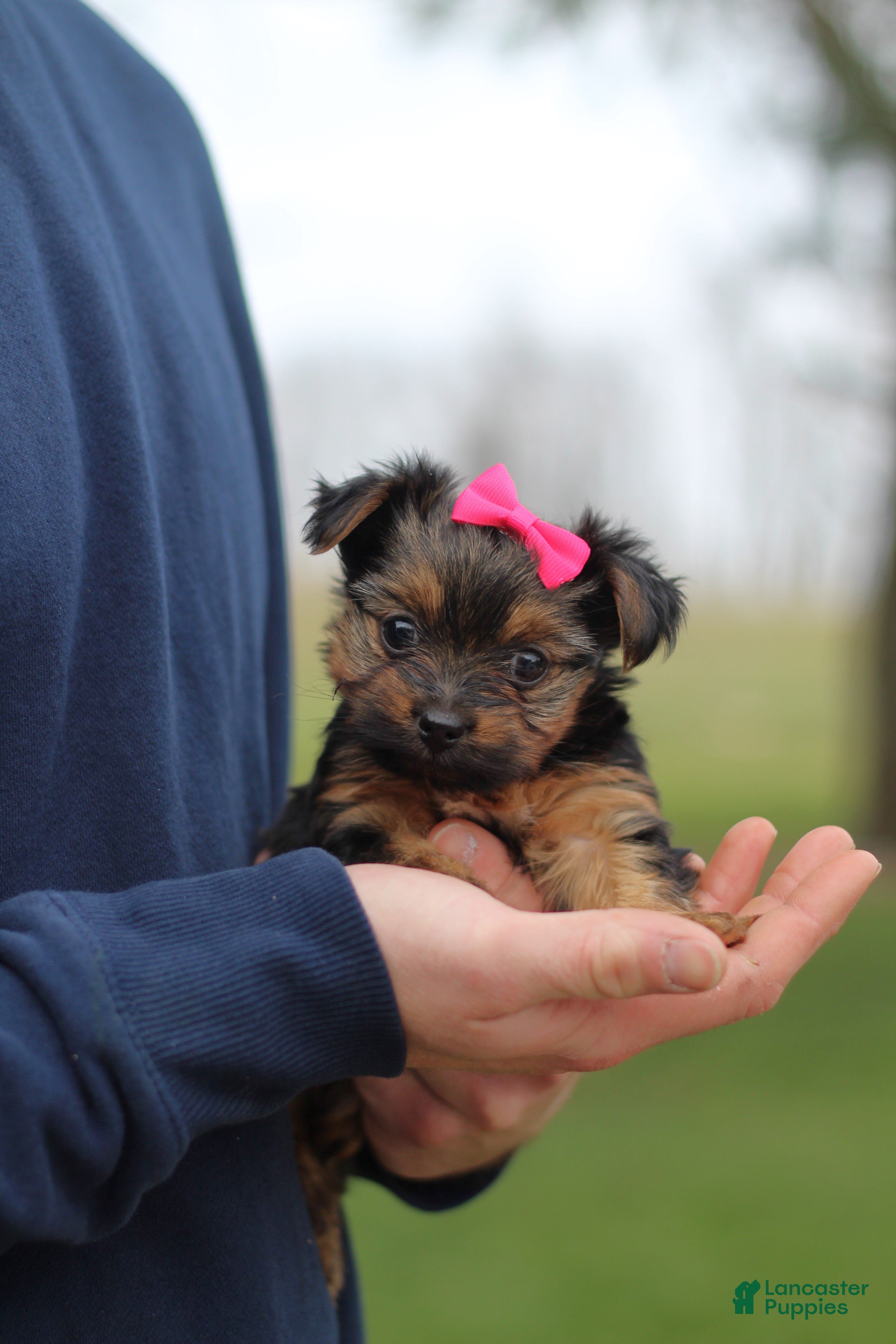 Yorkshire Terrier dogs Raven - Ad 1