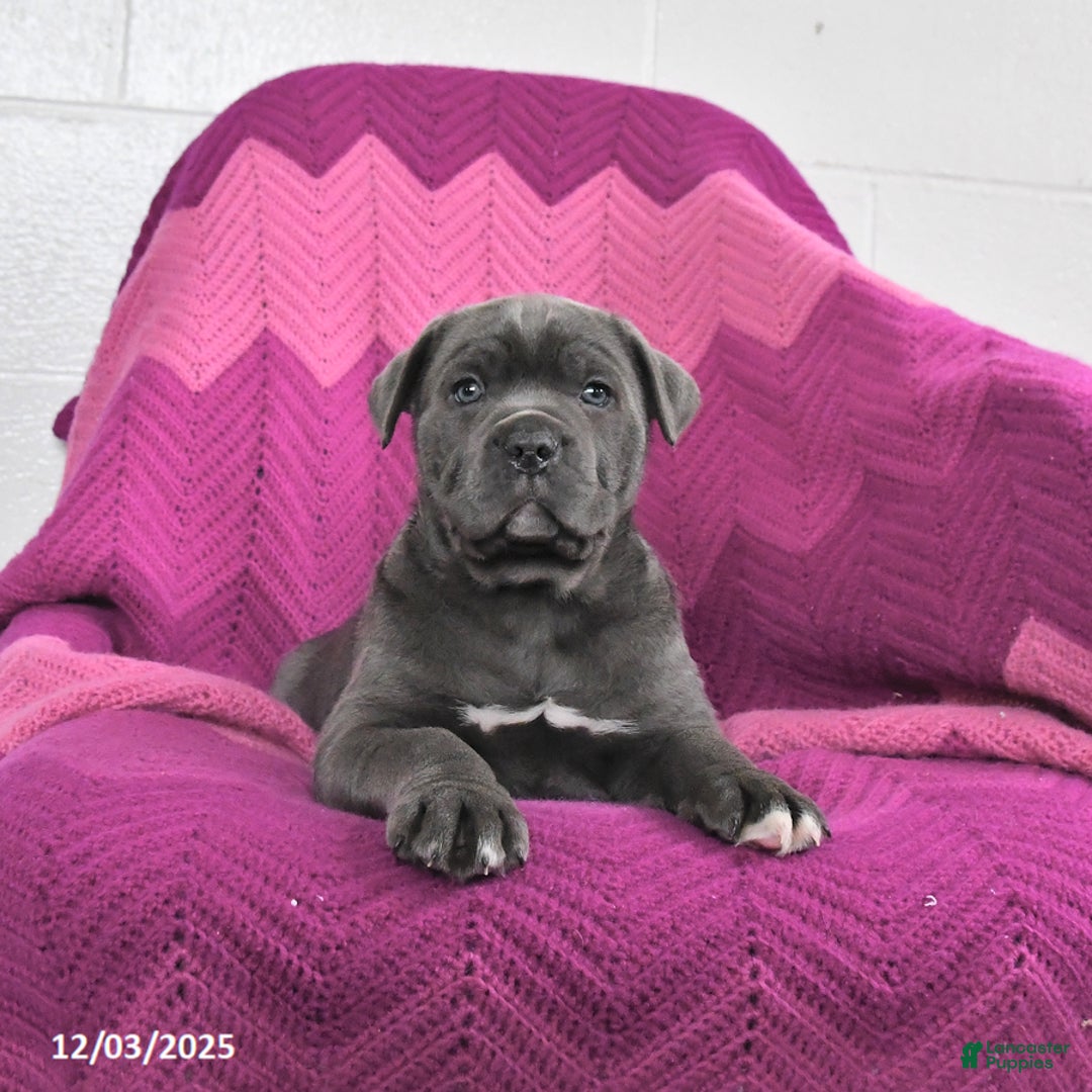 Cane Corso dogs for sale: Rocket - Ad 2