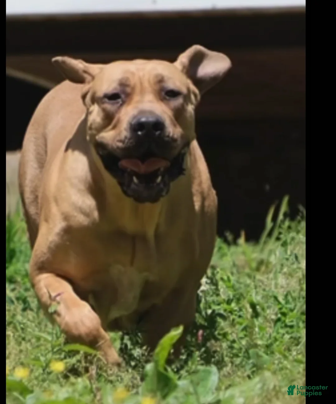 South African Boerboels dogs for sale: South African Boerboels Puppy 1 - Ad 6