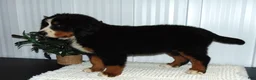 Bernese Mountain Dog dogs for sale: Callie - Ad 6