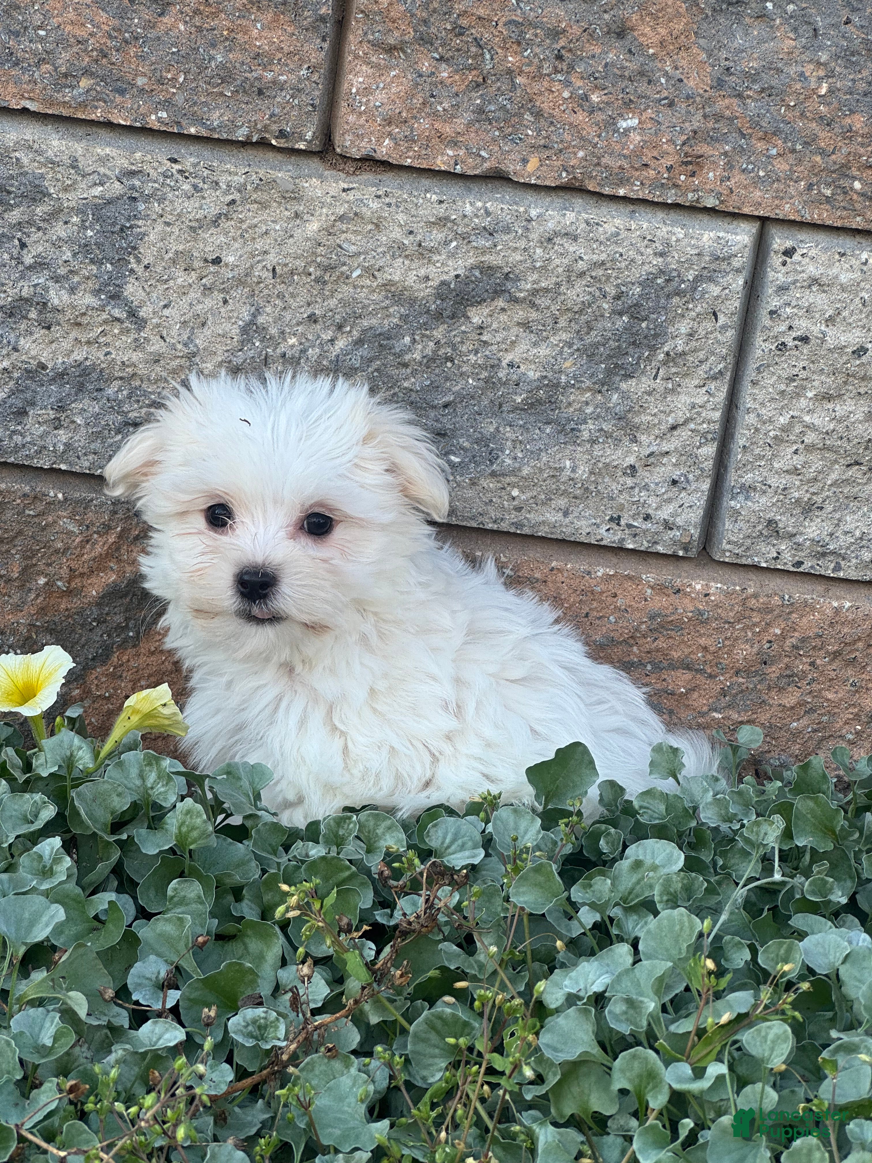 Maltese dogs Max - Ad 31