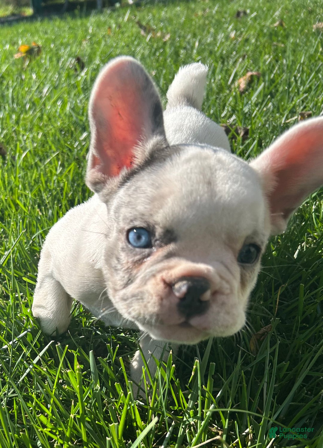 French Bulldog dogs for sale: Smokey - Ad 13