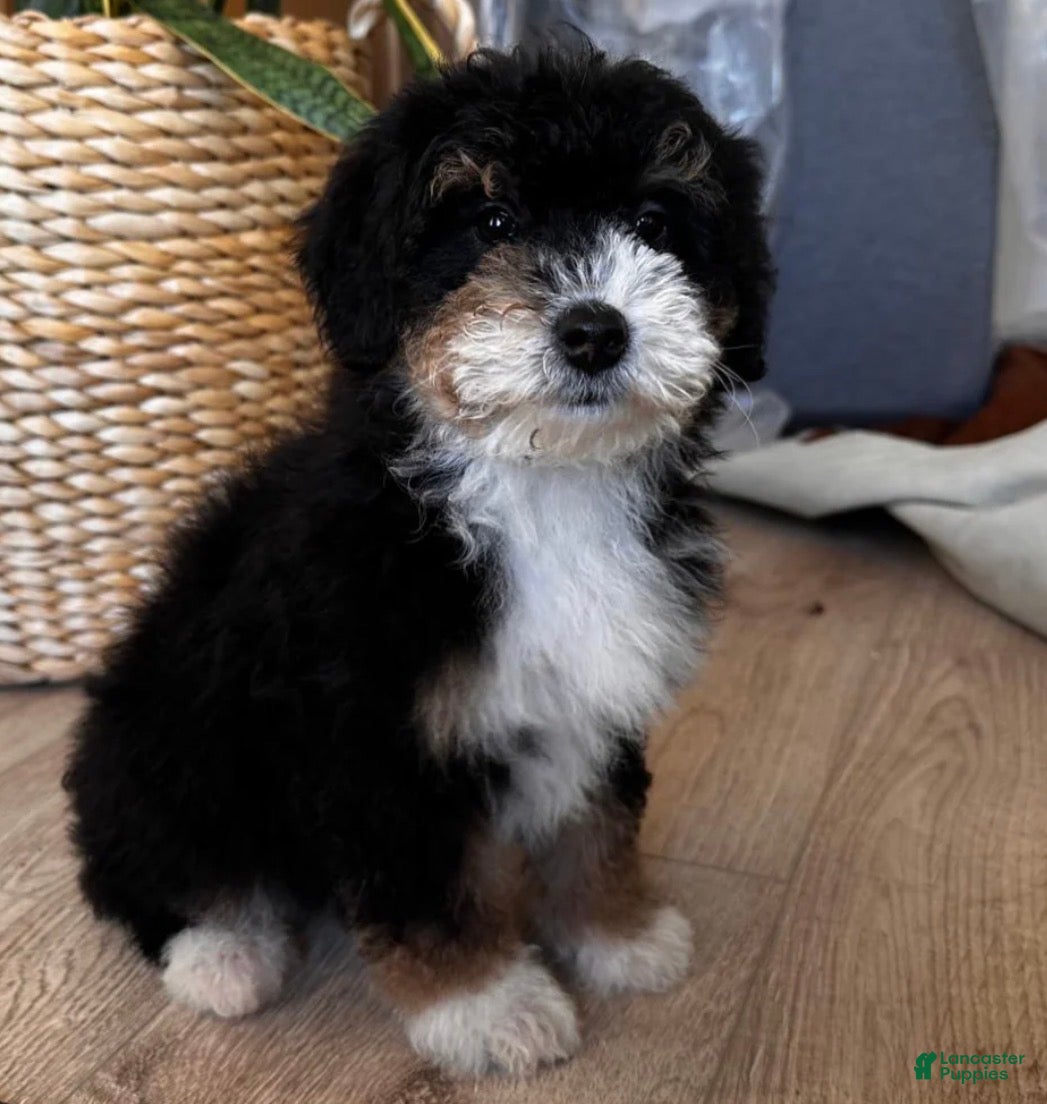 Bernedoodle dogs KYLO - Ad 10