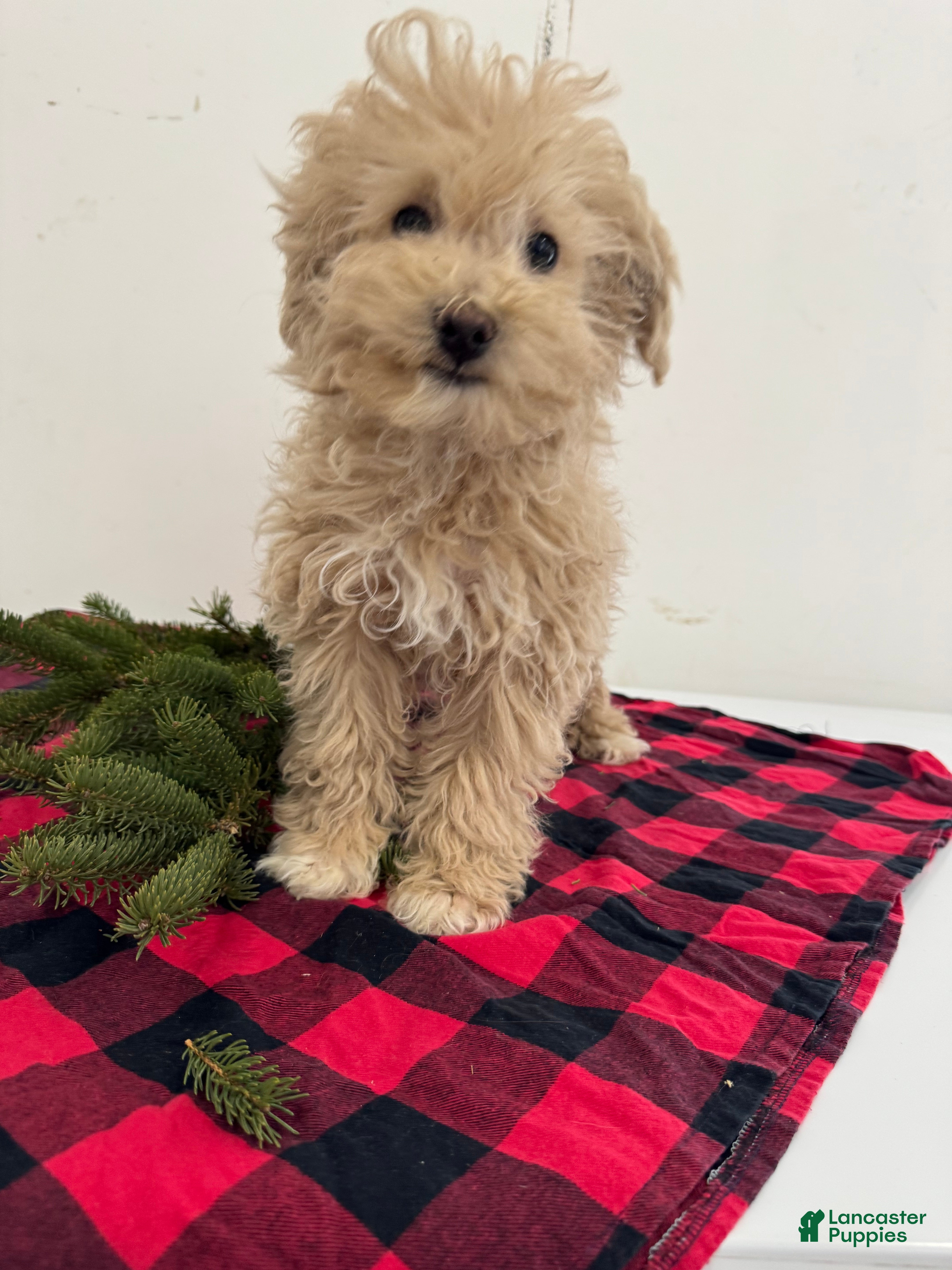 Maltipoo dogs Sam - Ad 38