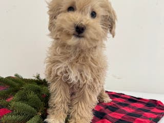 Maltipoo dogs Sam - Ad 41