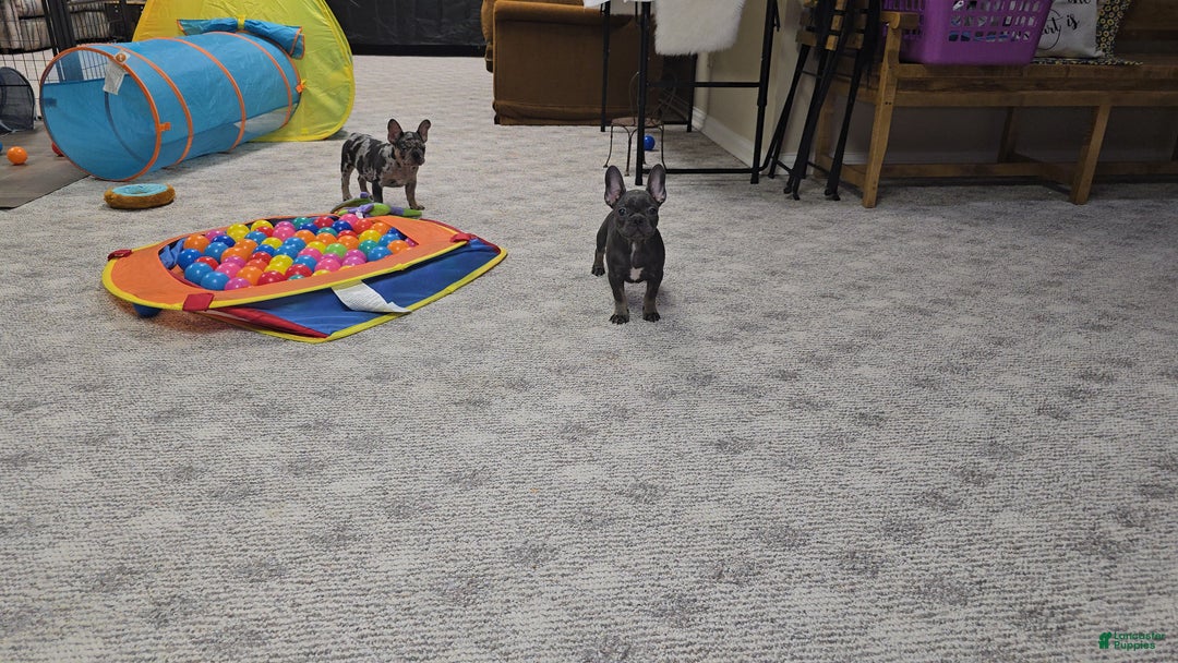 French Bulldog dogs for sale: Reba - Ad 2