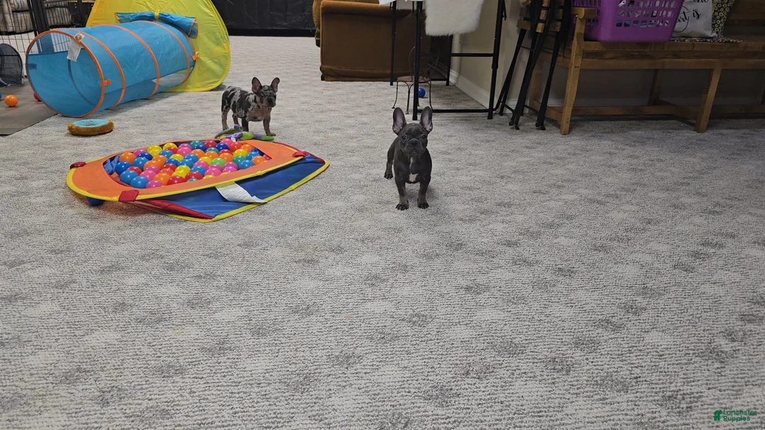 French Bulldog dogs for sale: Reba - Ad 4
