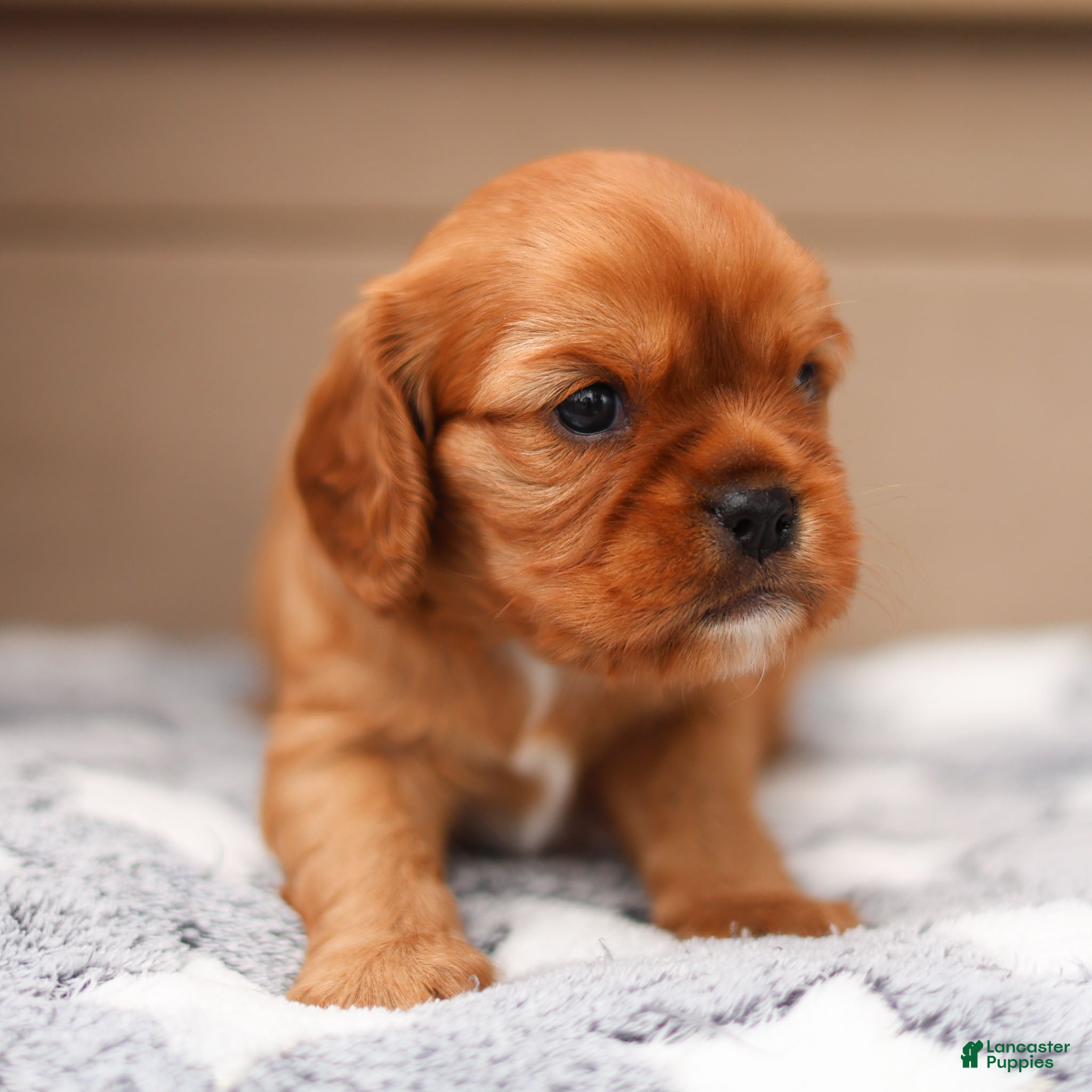 Cavalier King Charles Spaniel dogs Ford Cavalier King Charles Spaniel  - Ad 2