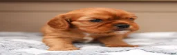 Cavalier King Charles Spaniel dogs for sale: Ford Cavalier King Charles Spaniel  - Ad 8
