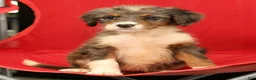 Mini Bernedoodle dogs for sale: Nova - Ad 7