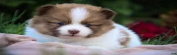 Pomeranian dogs for sale: Athena Pomeranian  - Ad 5