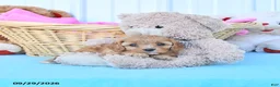 Cavapoo dogs for sale: Bella Mia - Ad 4
