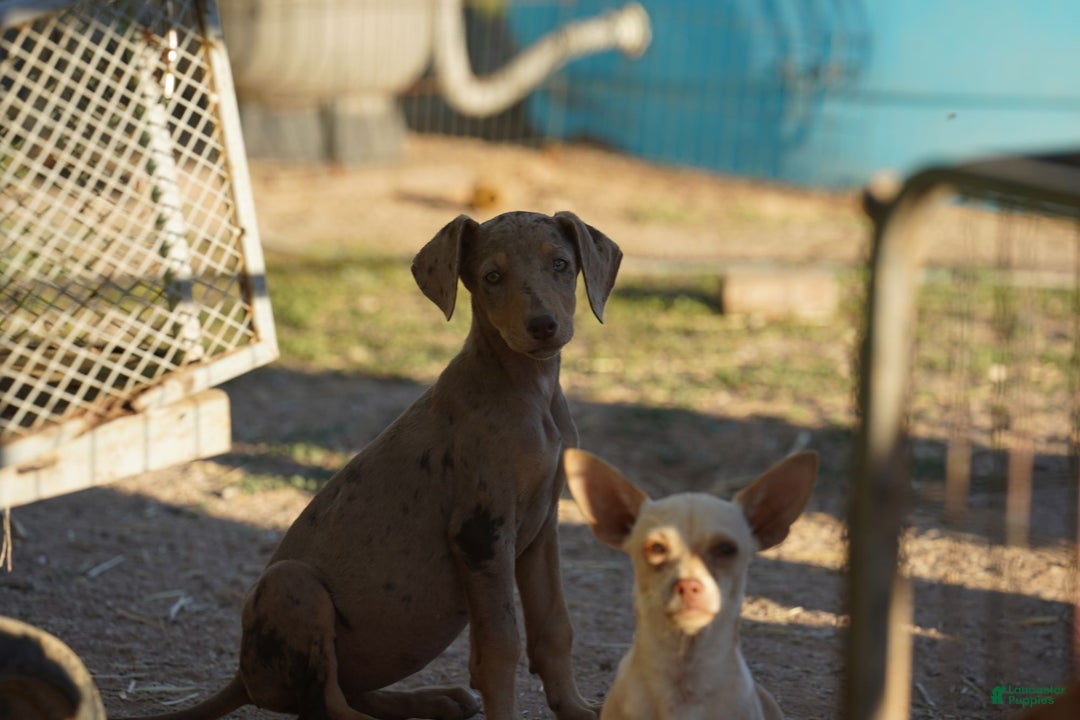 Mixed Breed dogs for sale: POL Lilac Fawn Merle F RT - Ad 12