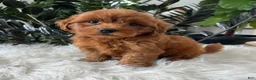 Mini Goldendoodle dogs for sale: Brody - Ad 3