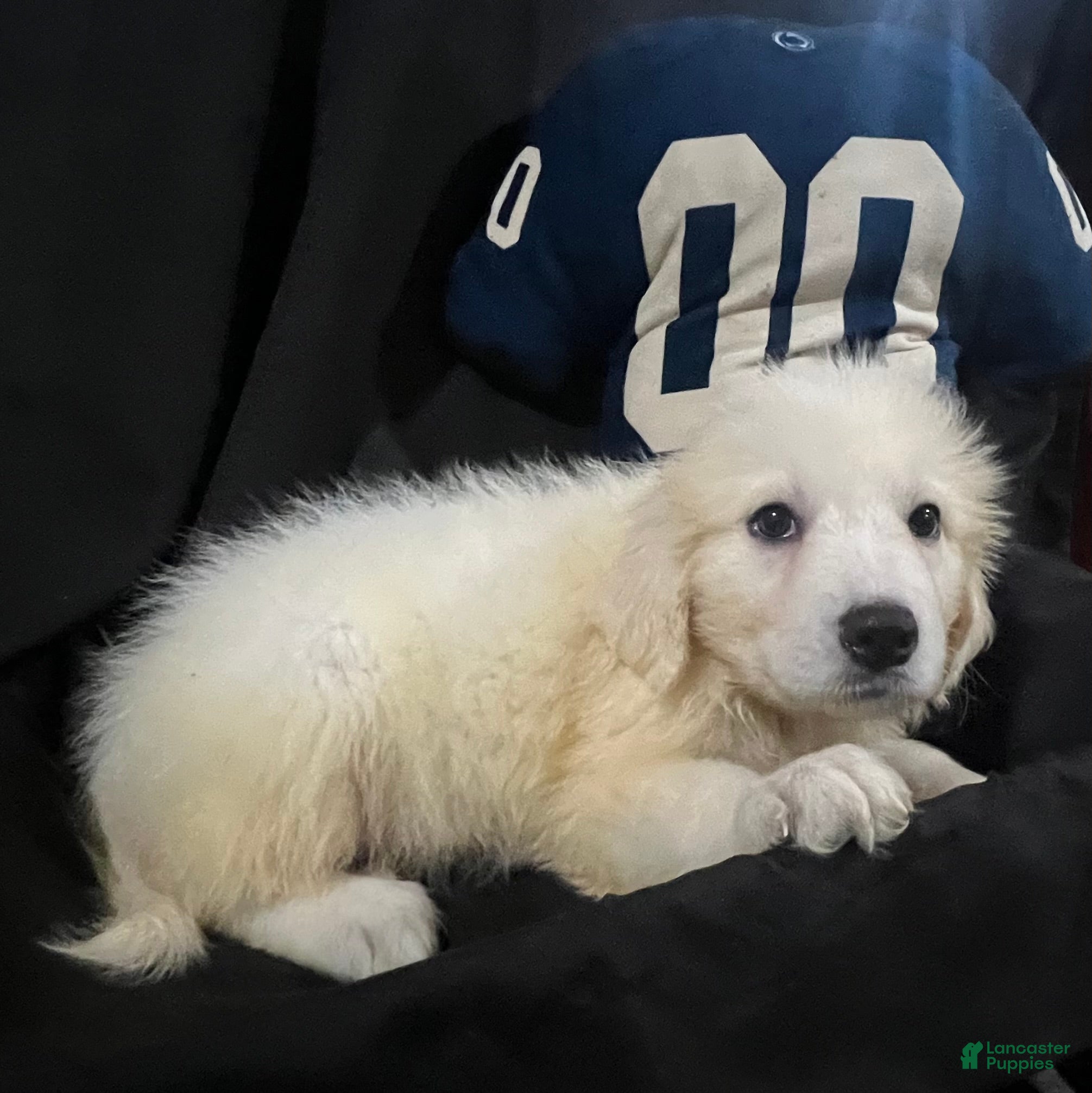 Great Pyrenees dogs Dutchess - Ad 1