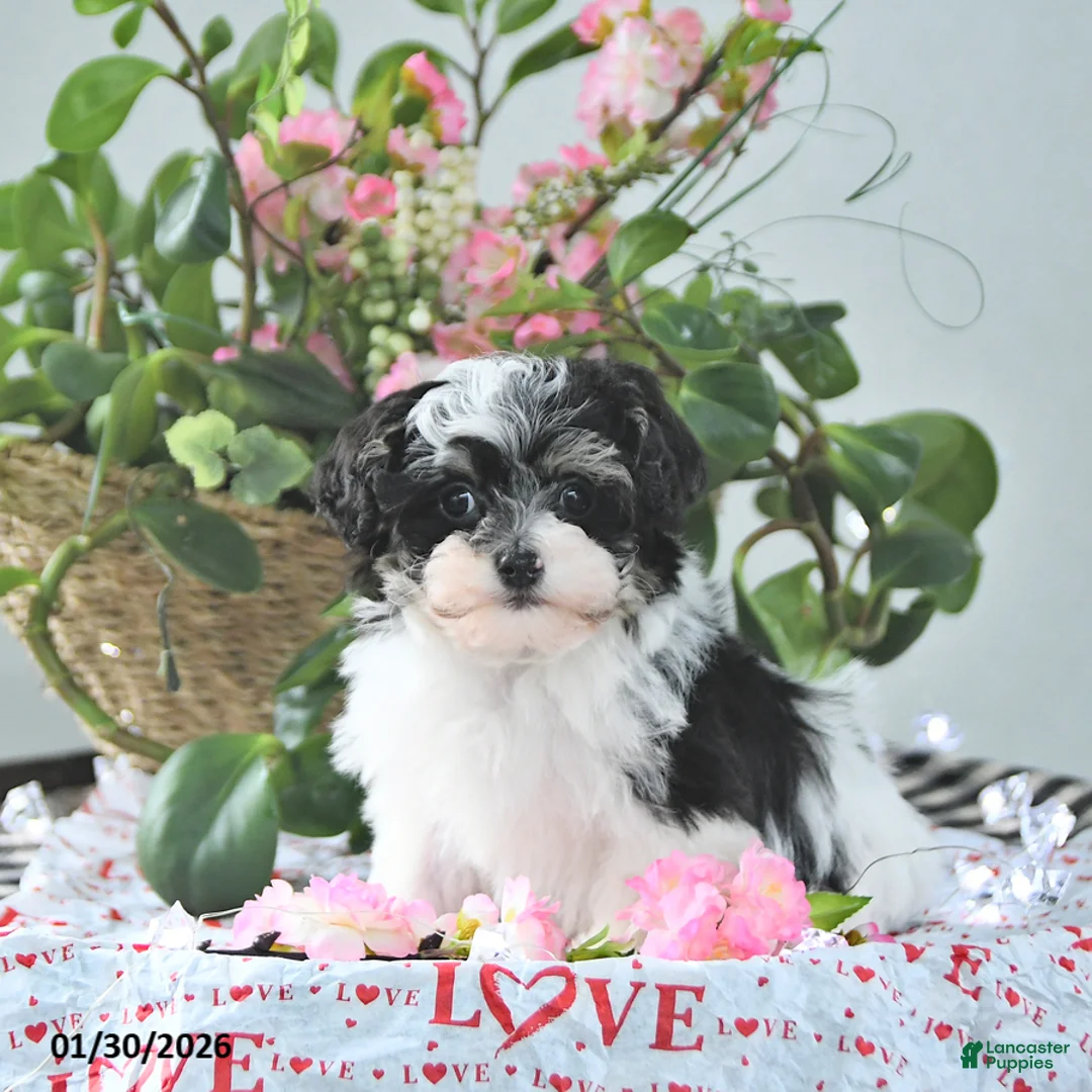 Havapoo dogs for sale: Elf EXTRA SMALL - Ad 5