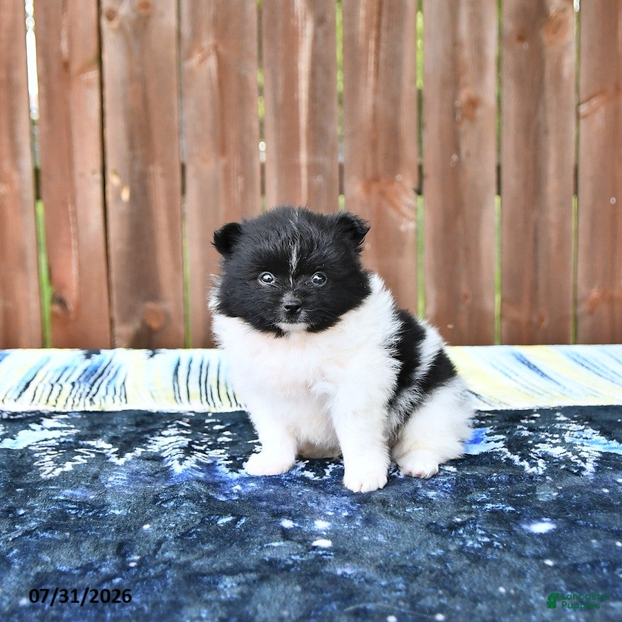 Pomeranian dogs Oreo Cookie - Ad 1