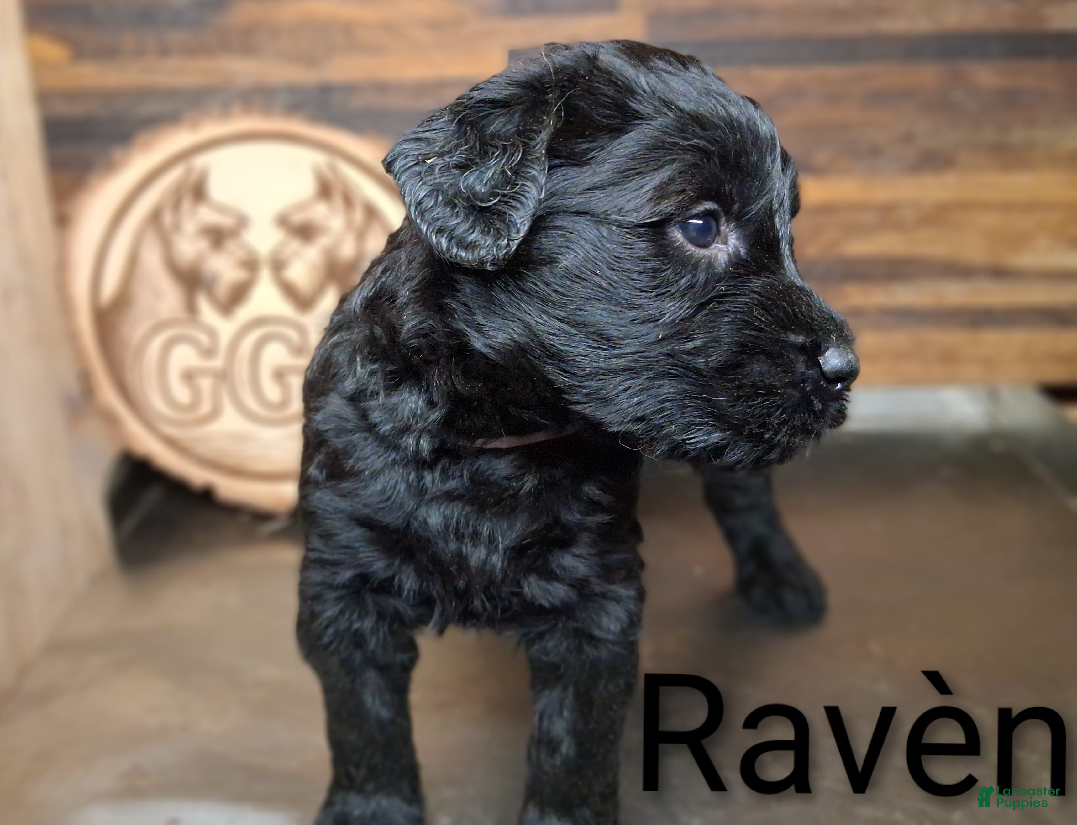 Giant Schnauzer dogs Ravèn - Ad 20