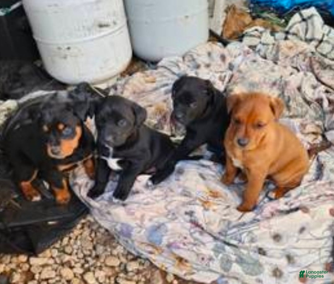Mixed Breed dogs for sale: German Rottweiler and Labrador Retriever Mixed Breed Puppy 1 - Ad 2