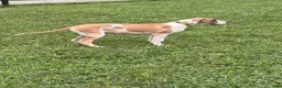 Great Dane dogs for sale: Parker Great Dane  - Ad 3