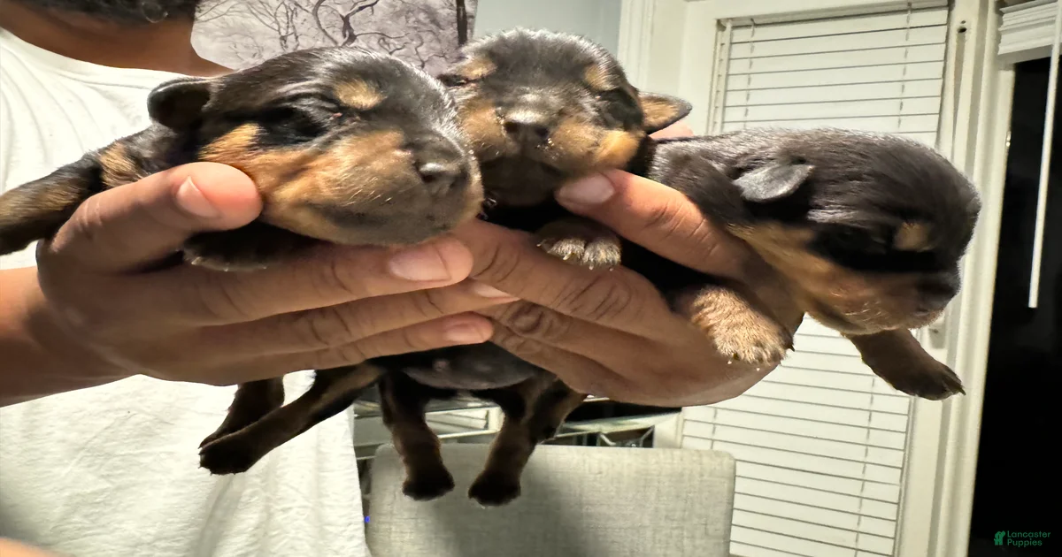 Rottweiler Puppy 5 Rottweiler for sale in Detroit | Lancaster Puppies