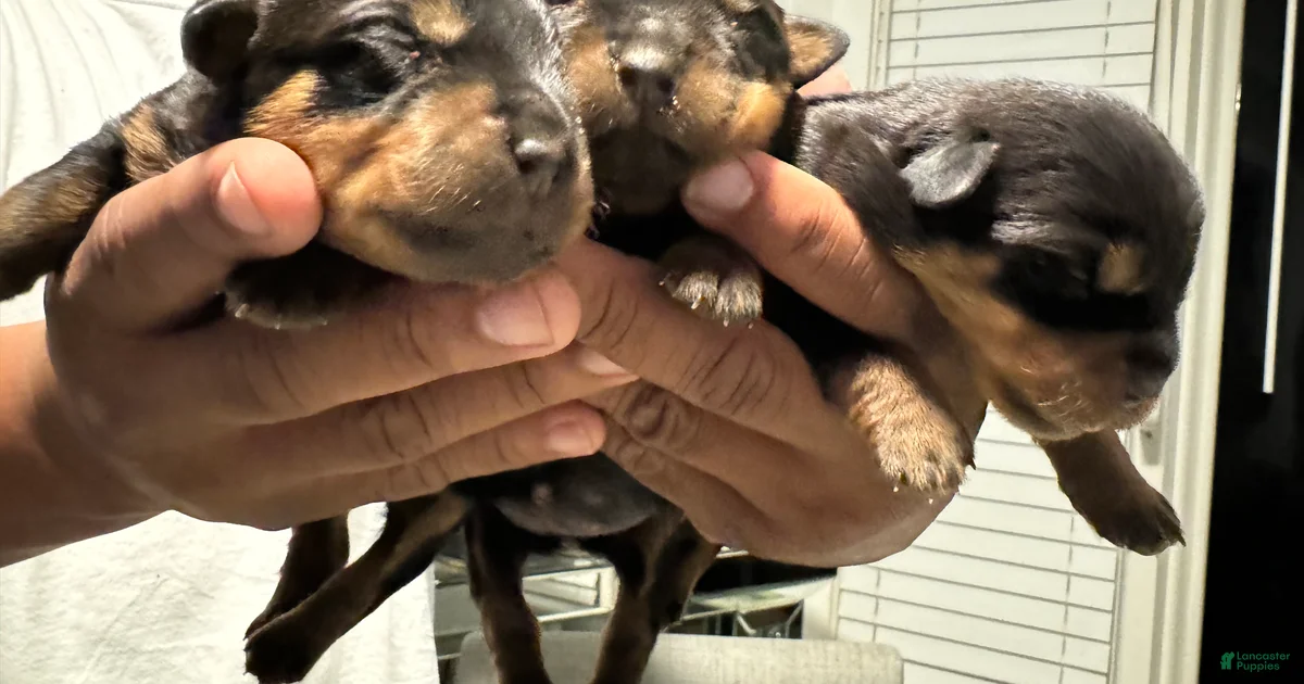 Rottweiler Puppy 5 Rottweiler for sale in Detroit | Lancaster Puppies