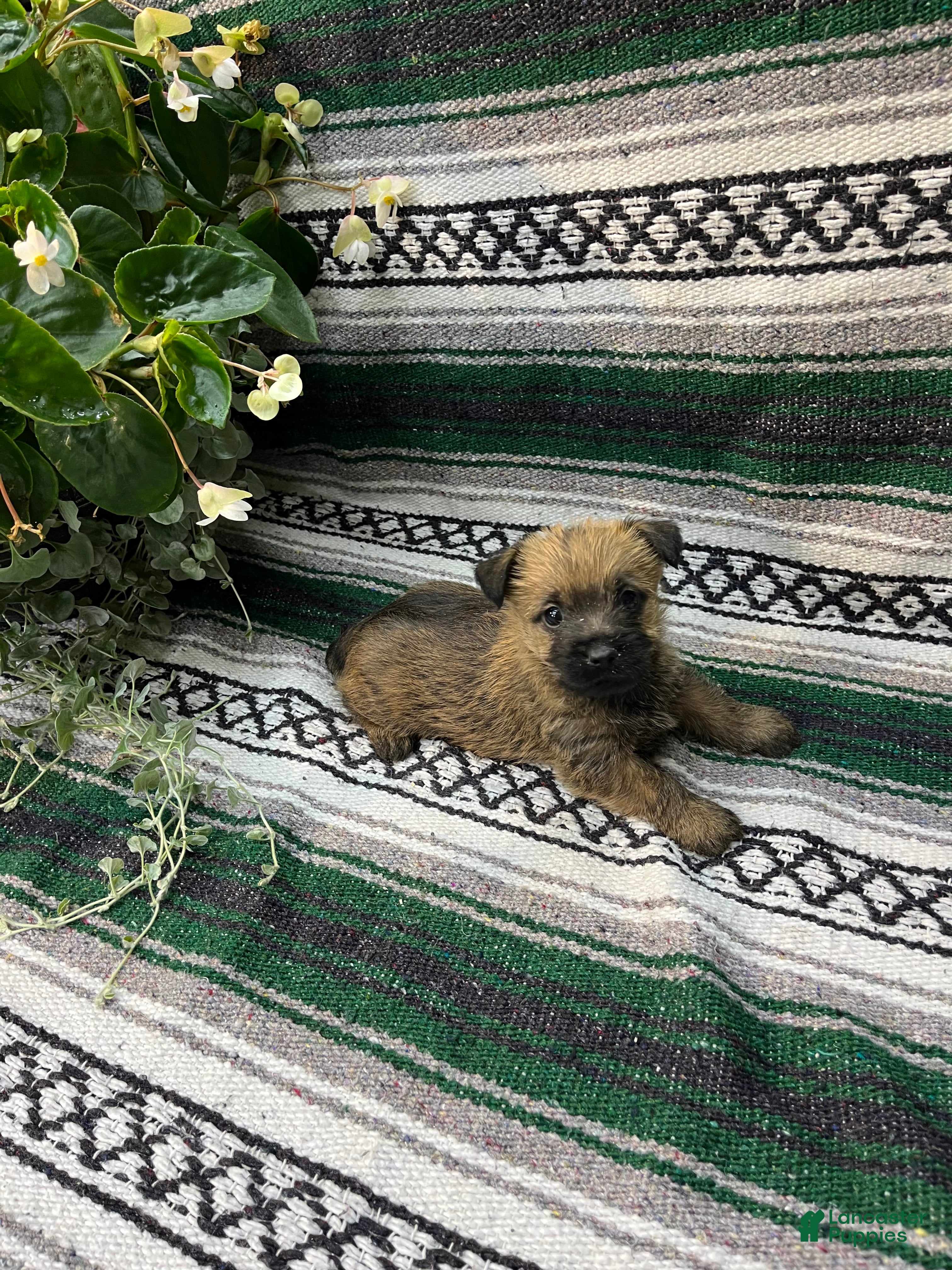 Cairn Terrier dogs Dolly - Ad 2