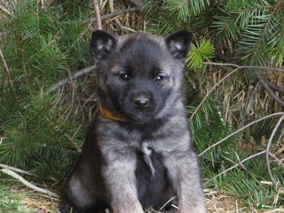 Norwegian Elkhound dogs Dazzle - Ad 17