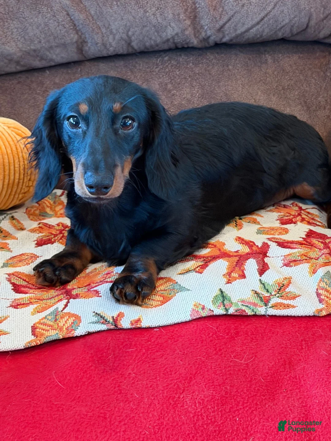 Miniature Dachshund dogs for sale: Gabe - Ad 1