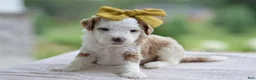 Mini Goldendoodle dogs for sale: March - Ad 5
