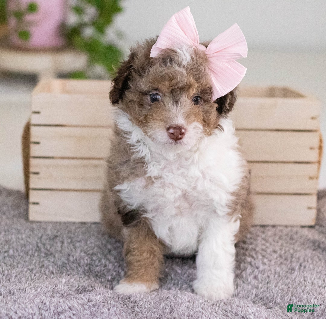 Mini Aussiedoodle dogs for sale: Sadie-petite size - Ad 1