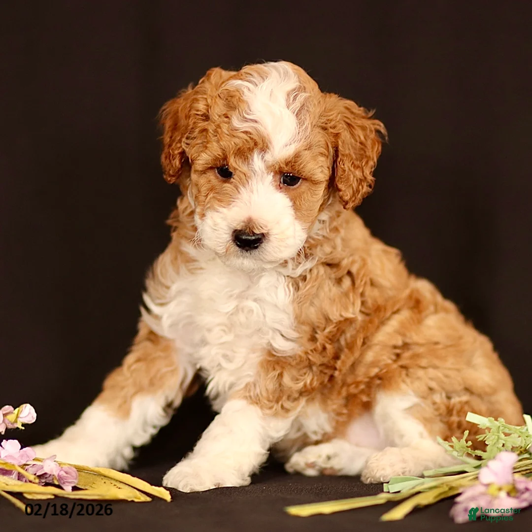 Miniature Poodle dogs for sale: Jordan - Ad 1