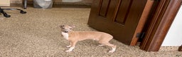 Italian Greyhound dogs for sale: Italian Greyhound Puppy 3 - Ad 9