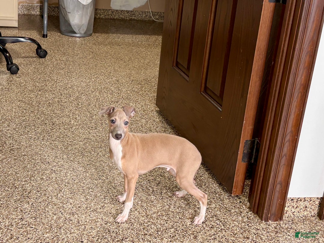 Italian Greyhound dogs for sale: Italian Greyhound Puppy 3 - Ad 9