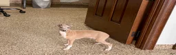Italian Greyhound dogs for sale: Italian Greyhound Puppy 3 - Ad 9