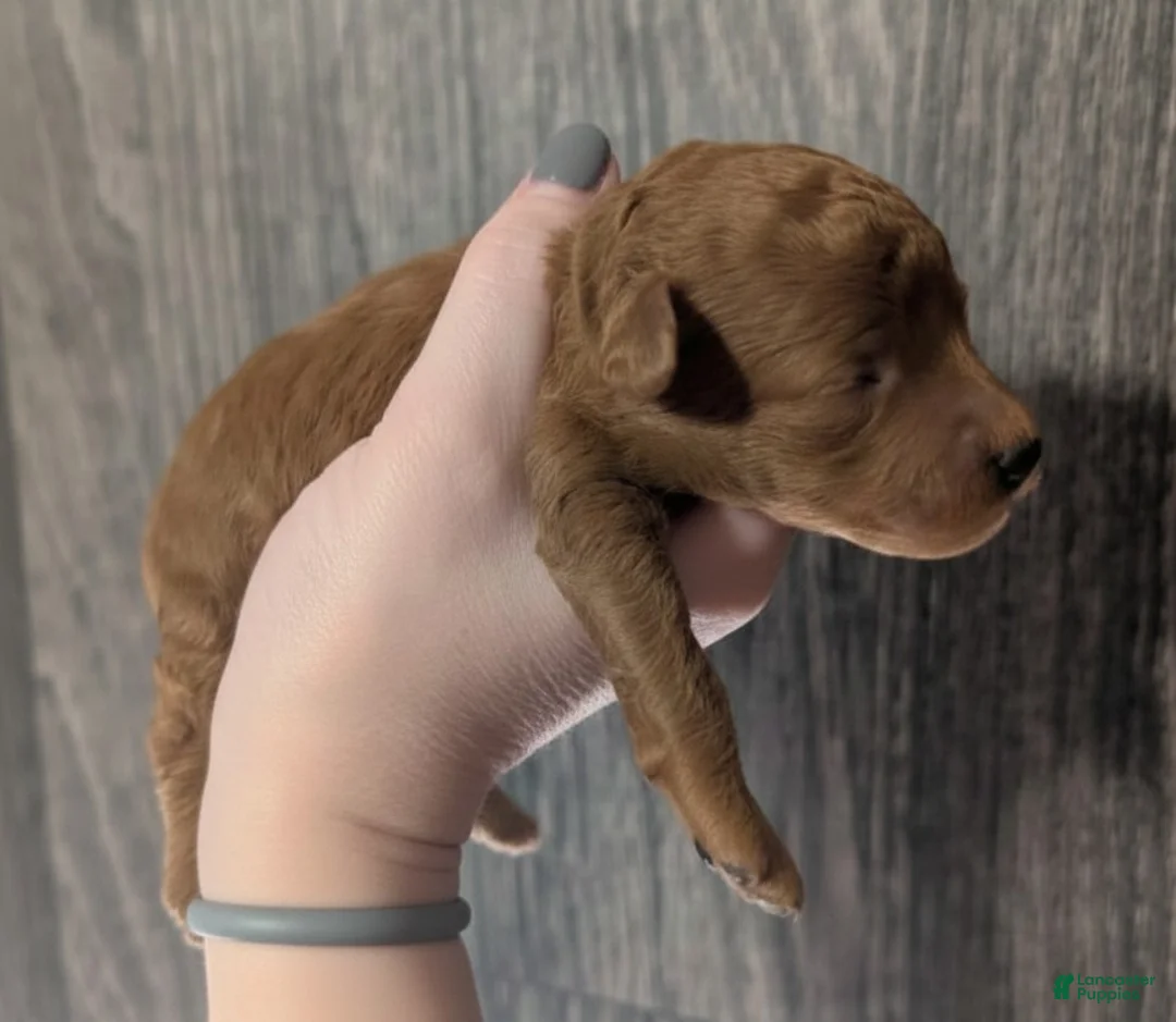 Toy Poodle dogs for sale: Rusty 🩶 - Ad 7