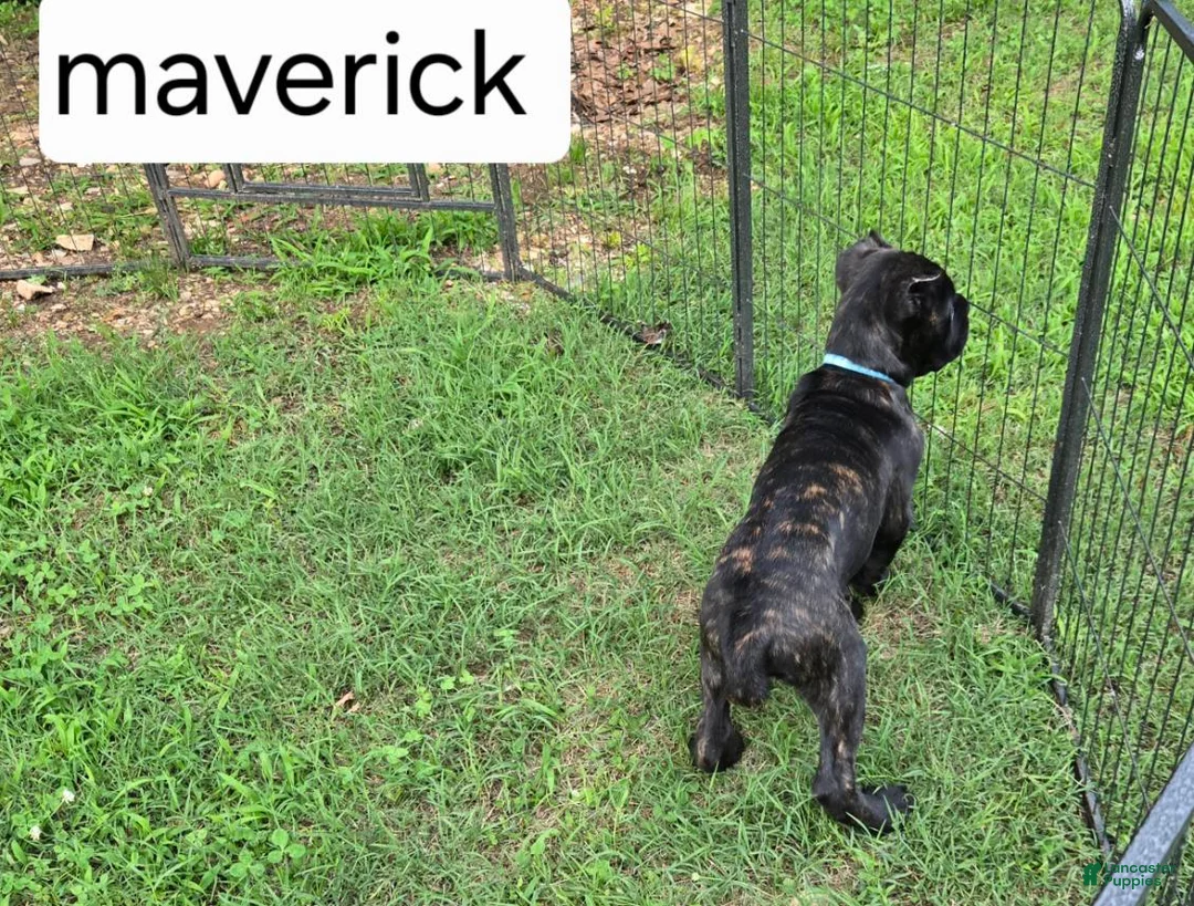 Cane Corso dogs for sale: Maverick - Ad 1