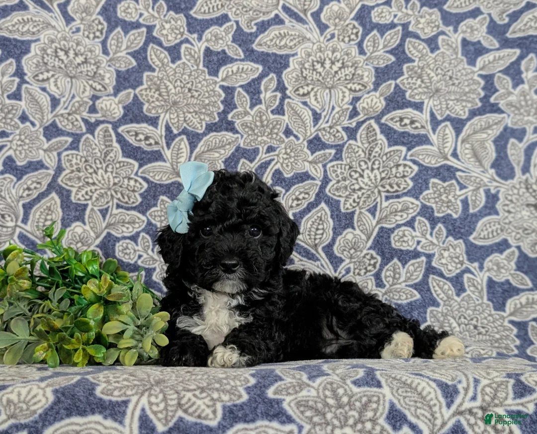 Miniature Poodle dogs for sale: Olivia - Ad 6