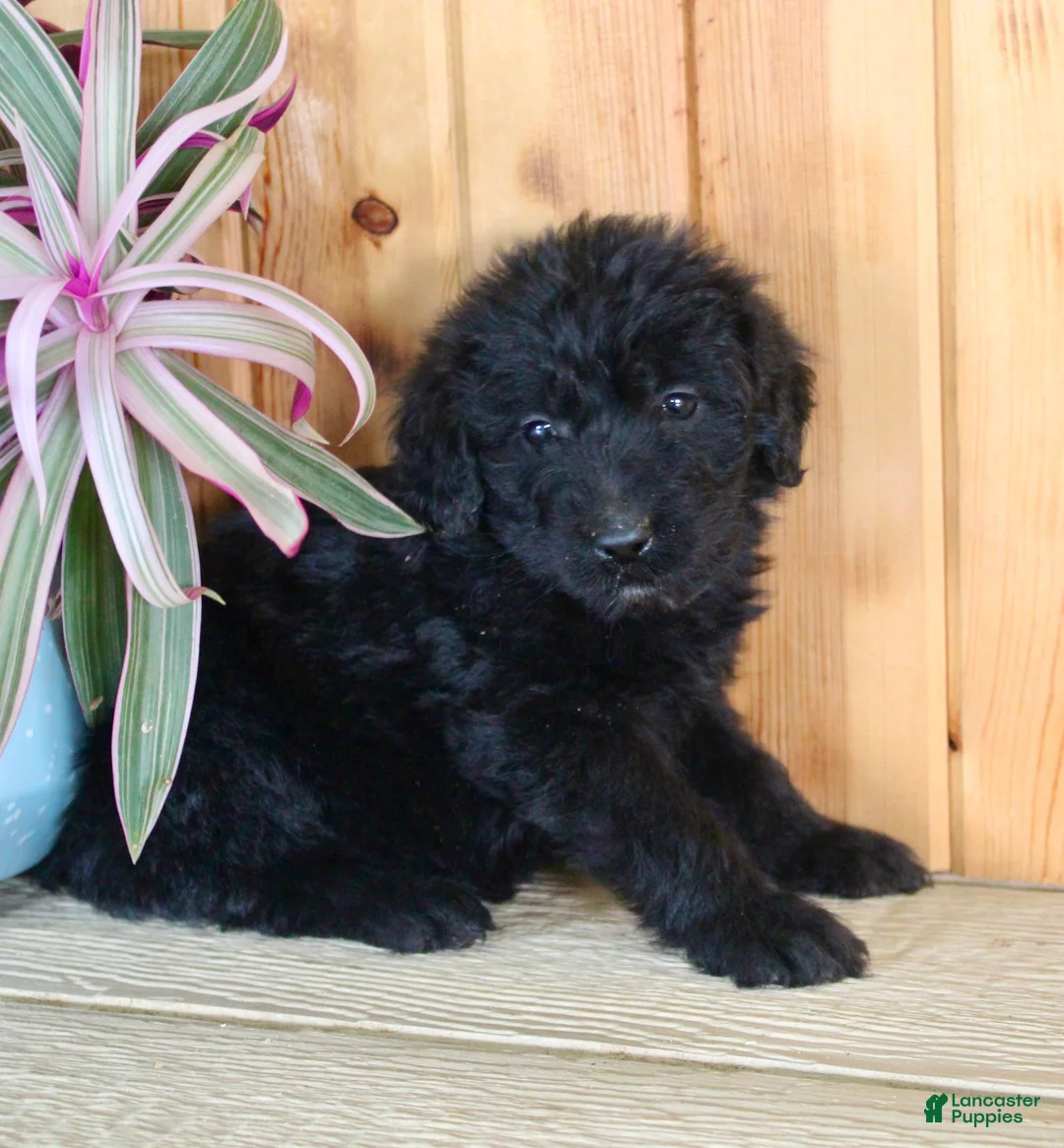 Labradoodle dogs for sale: Tulip - Ad 1