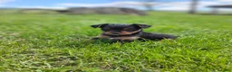 Yorkshire Terrier dogs for sale: Cindy - Ad 1