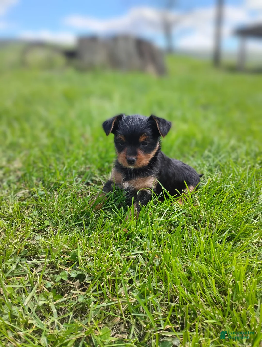 Yorkshire Terrier dogs for sale: Cindy - Ad 1